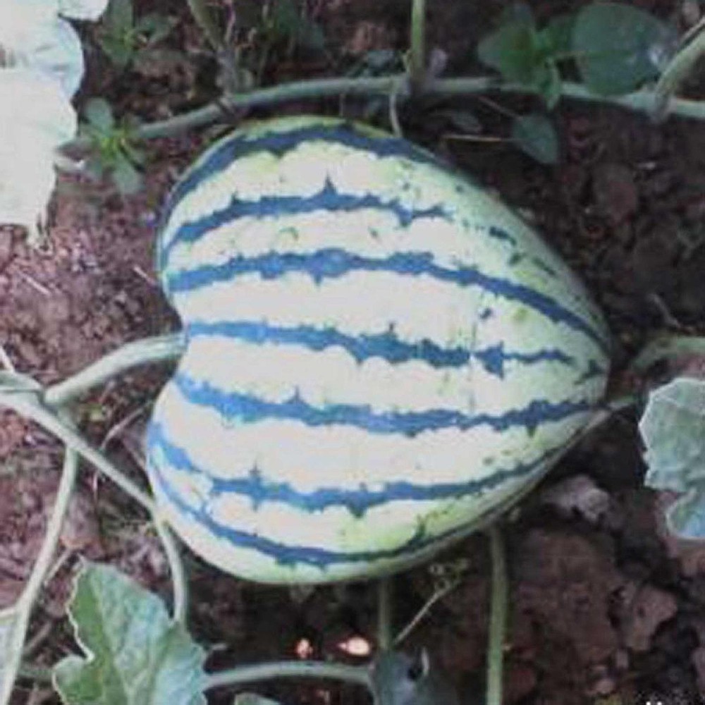 Heart Shaped Watermelon Growing Molds Practical Easy to Use Creative Reusable