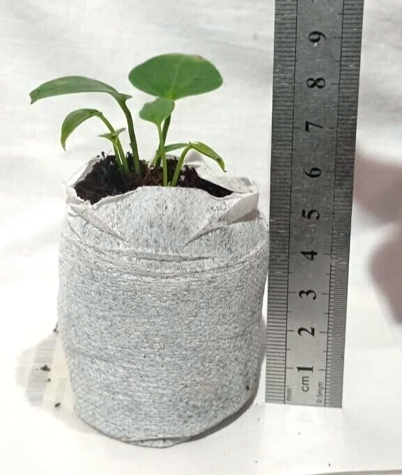 Coco Pellets Coco Peat Coco Plug Set Growing Medium (50mm) Coco Disc 50 Pcs