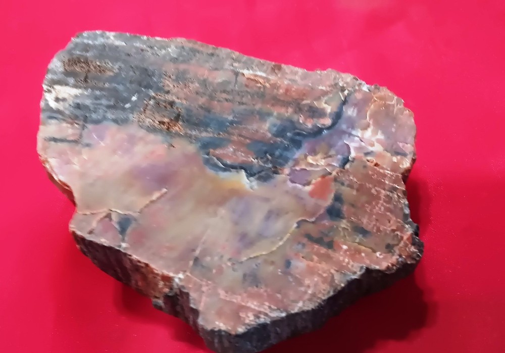 Opalized Petrified Wood Amazing Slab