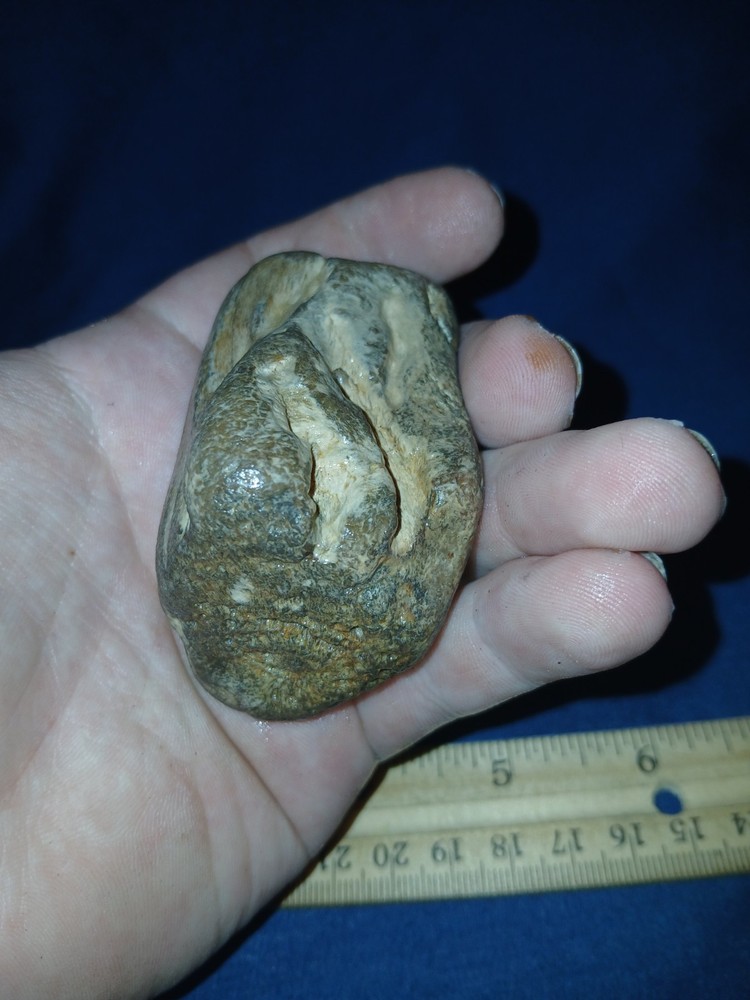 5 oz Agatized Petrified Wood
