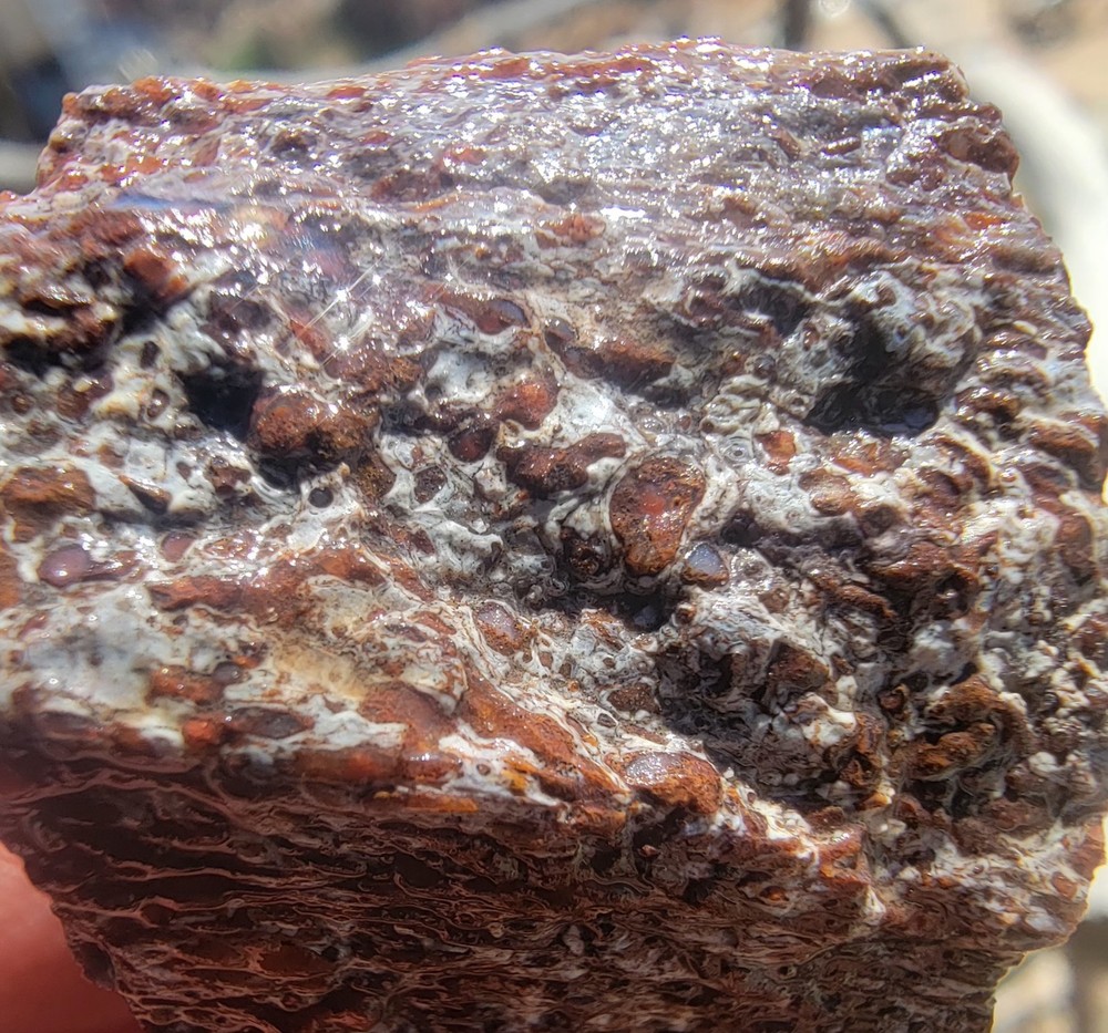 3.22 Lbs Agitized Dino Bone Smalls