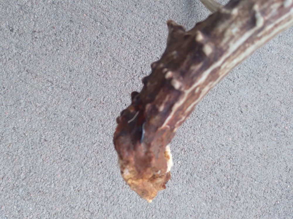 Deer Antler Shed 4 Point
