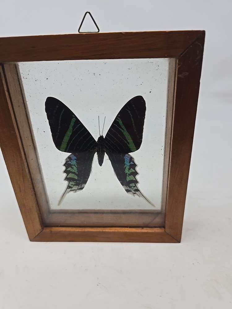 Urania leilus REAL FRAMED DAY FLYING MOTH SUNSET MOTH PERU