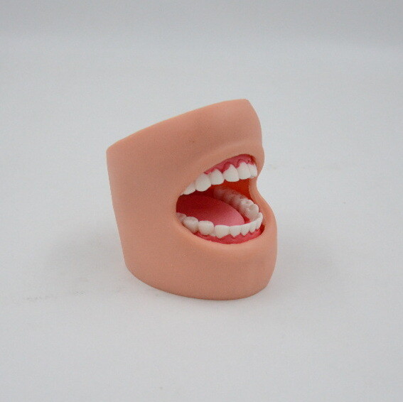 Oral Model Dental Care Model (with Cheeks)