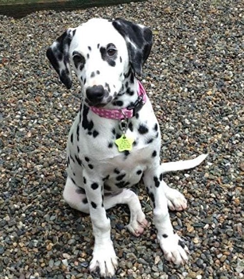 2-Pack Klippy Dog and Cat Tag Clips - Ultimate Solution for Safe Identification