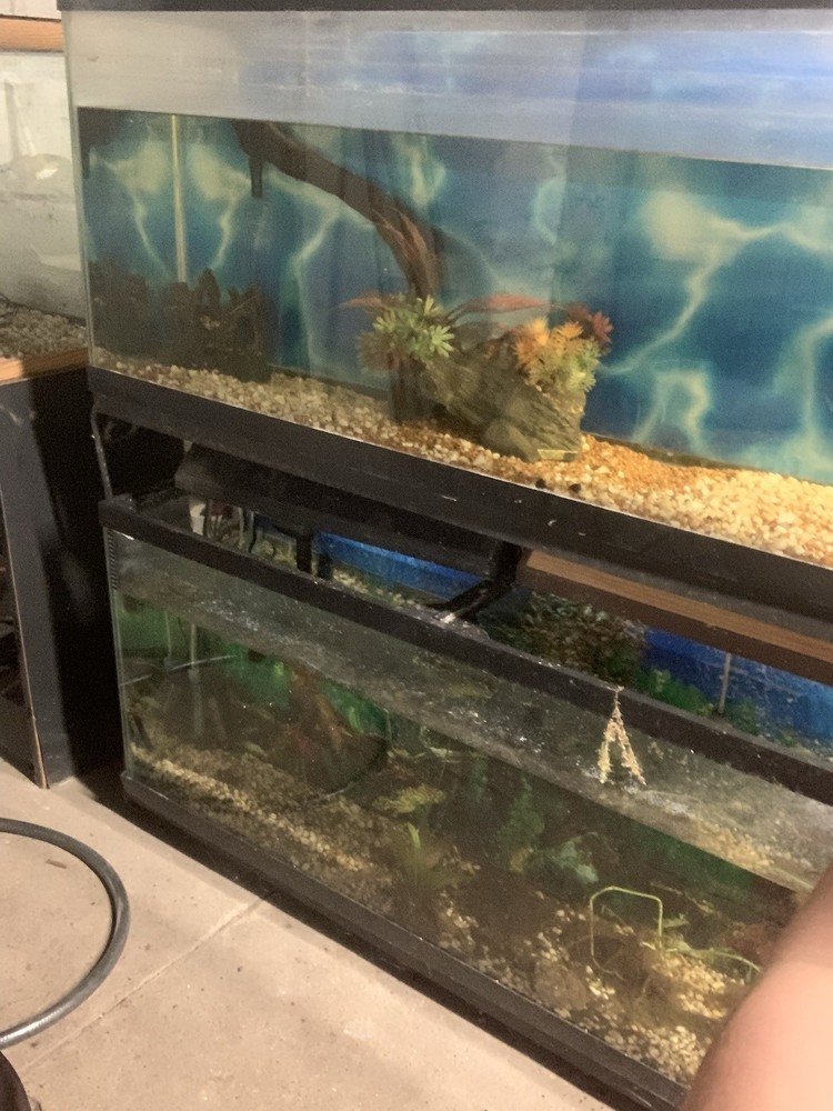 Fish Tank