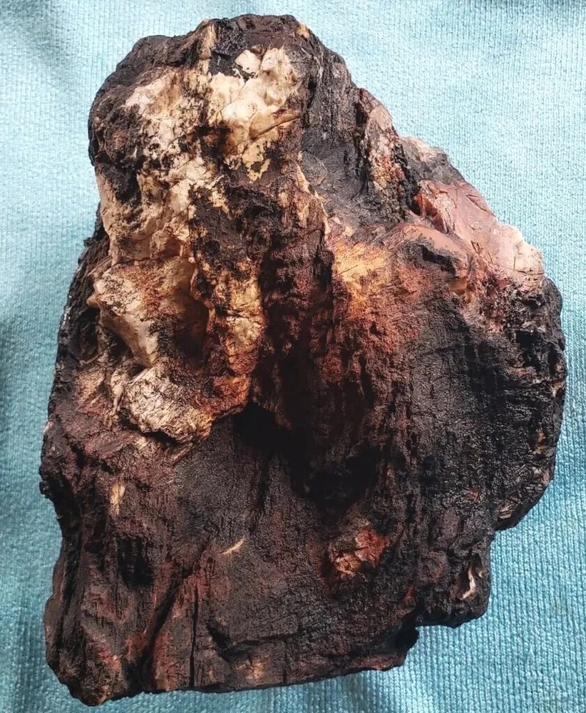 Agatized Opalized Petrified Oregon Fire-scorched Driftwood
