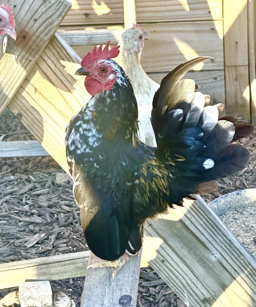 Serama Chicken Hatching Eggs 6+