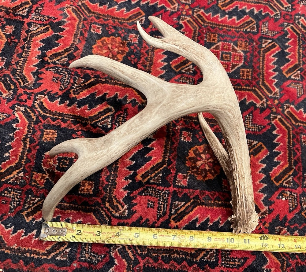 Three Large Wild Whitetail Antler Sheds