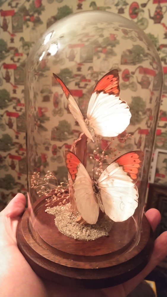 vintage butterfly glass dome display