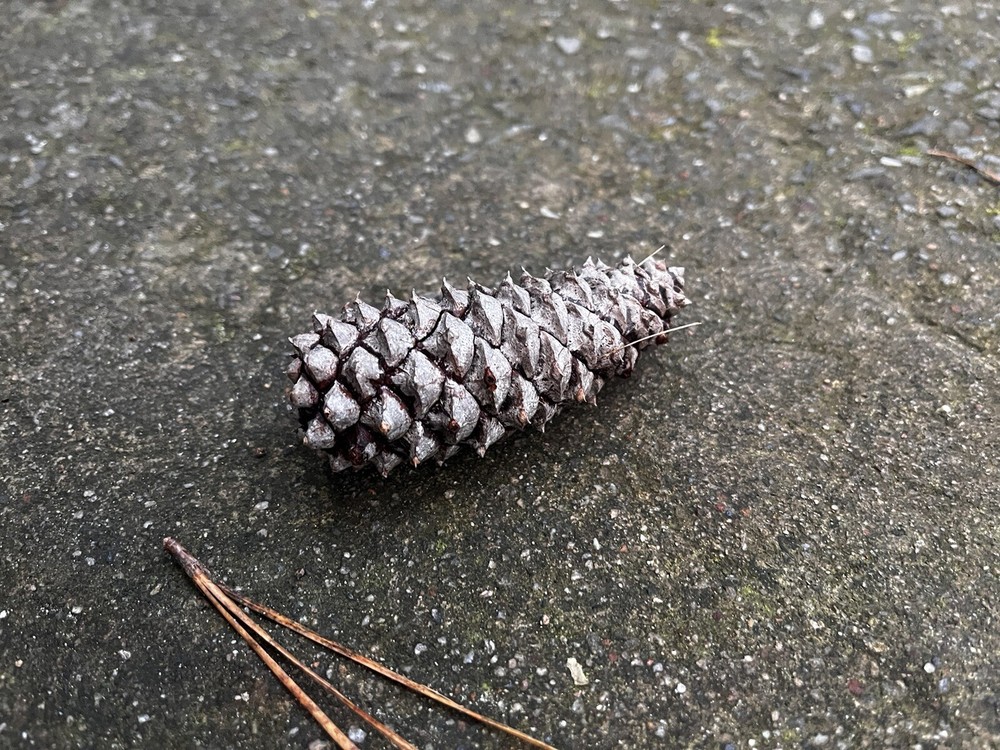literally just a pinecone