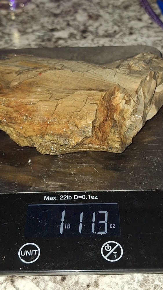 Petrified Wood