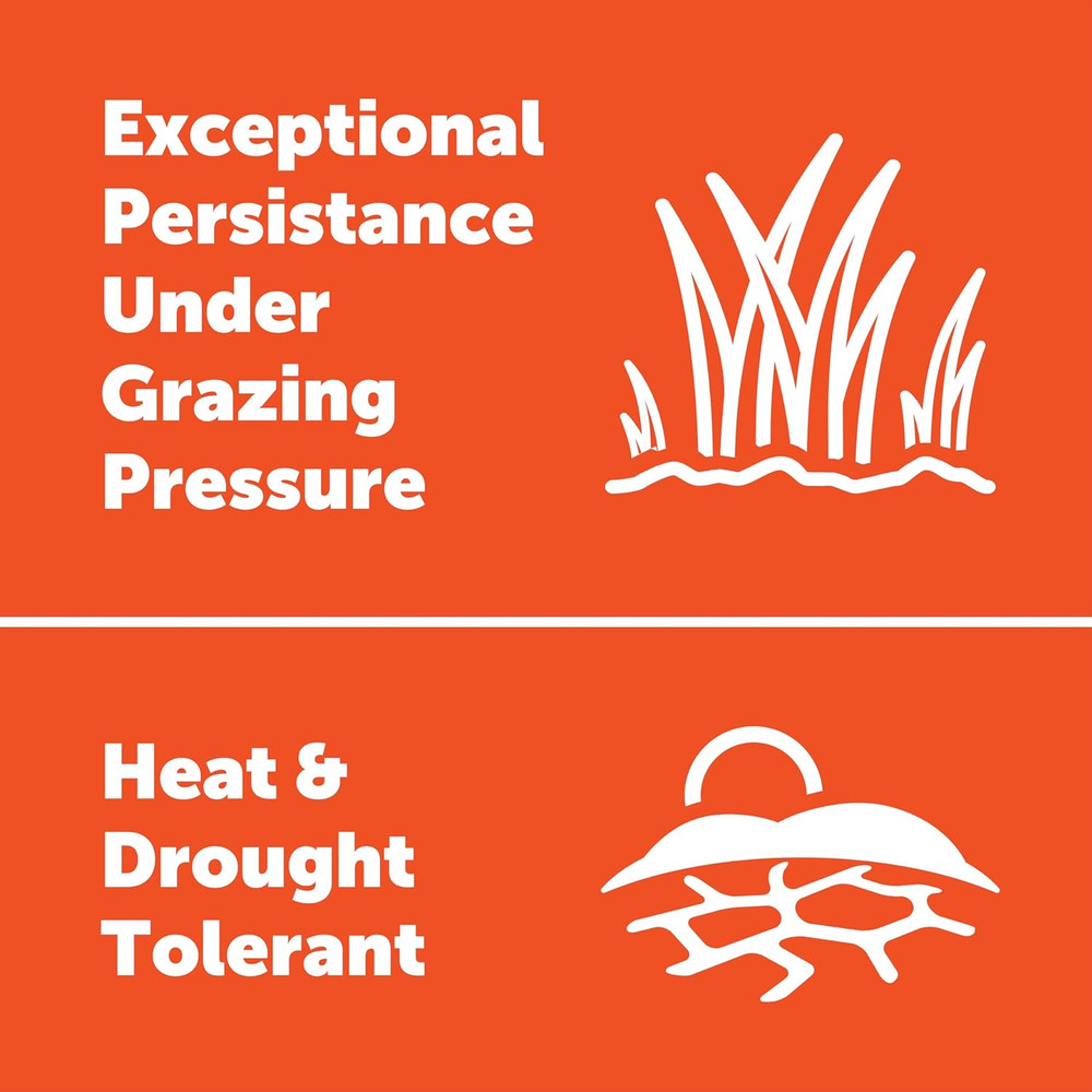 Pennington Durana White Clover