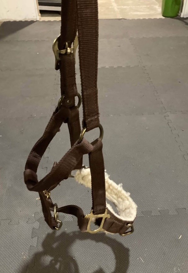 Nylon Longing Halter / Horse Size