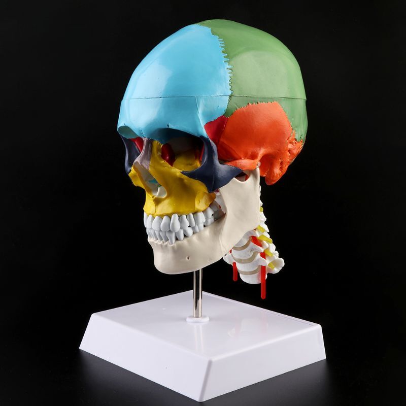 Life Size Anatomical Human Skull Model with Colored Bones Cervical Vertebra Base