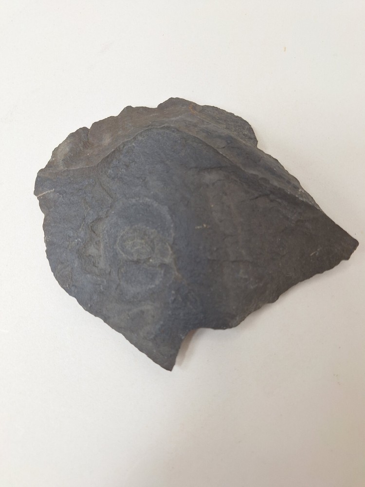 Fossil Rock carboniferous Paliozoic/devonian Pennsylvanian Wise Formation VA