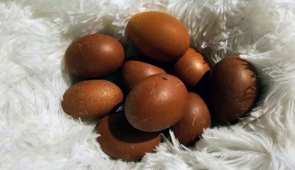 Hatching Maran Eggs 12 (Splash, Blue And Black Copper