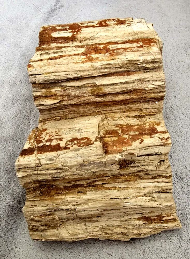 Petrified Wood~Uncut and Unpolished~Unknown Design Inside