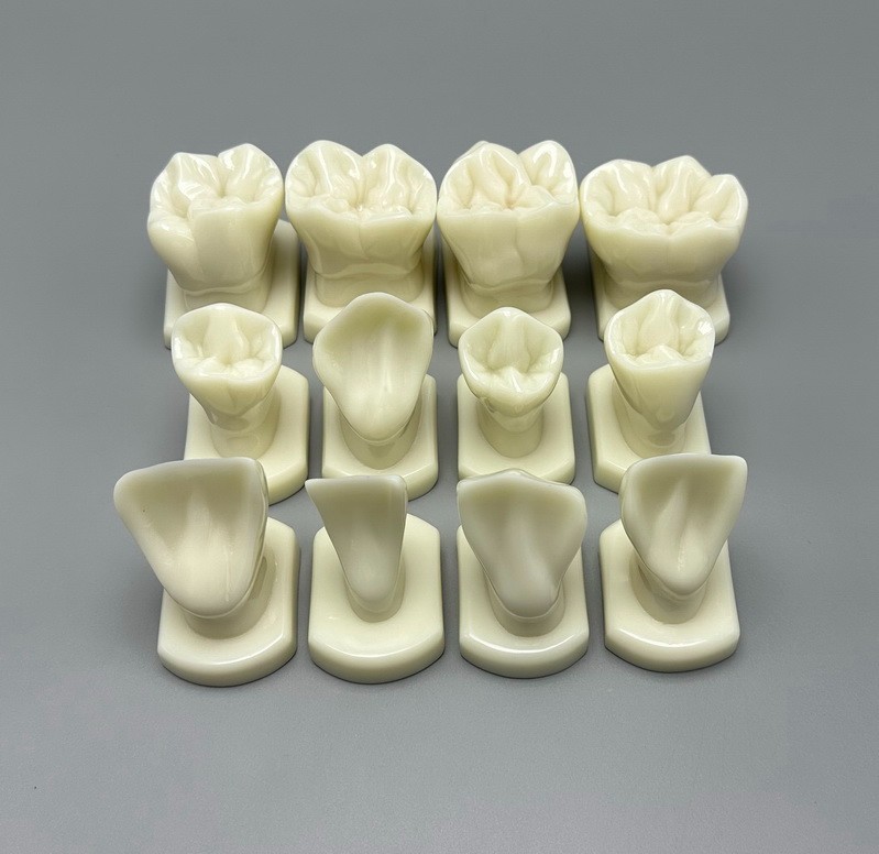 12pcs Dental Teeth Form Models For Lab Teaching Tooth Study Ortho Typodont Model