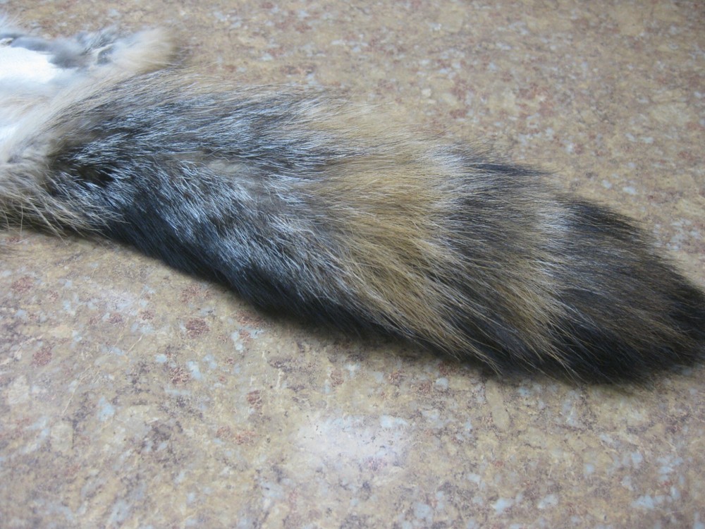 Tanned Grey Fox Damaged #0011971 Row A-1