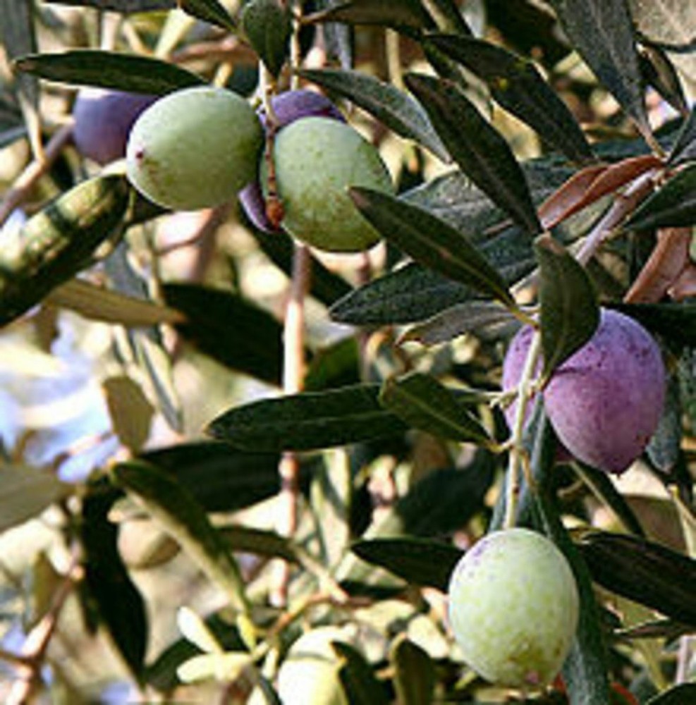 Olive Tree - 'Oblonga' - Olea Europaea