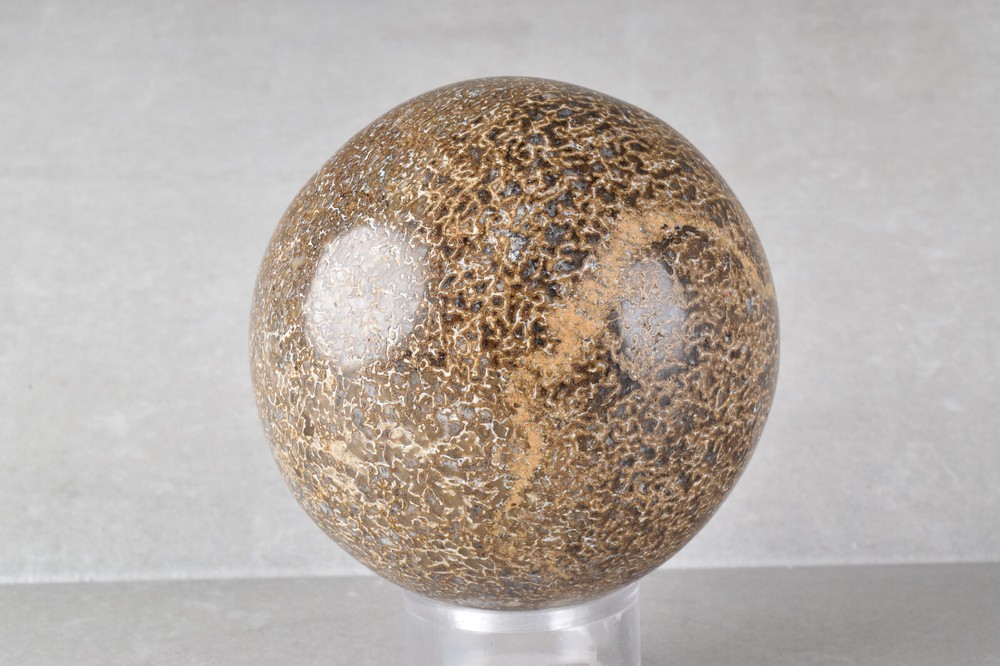Dinosaur Bone Sphere from Morocco 6.8 cm # 21482