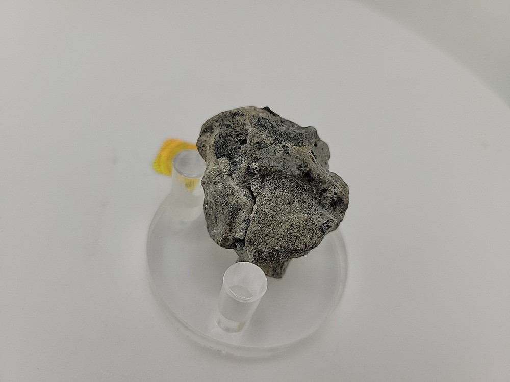 Full Dinosaur Fossil Skull Authentic