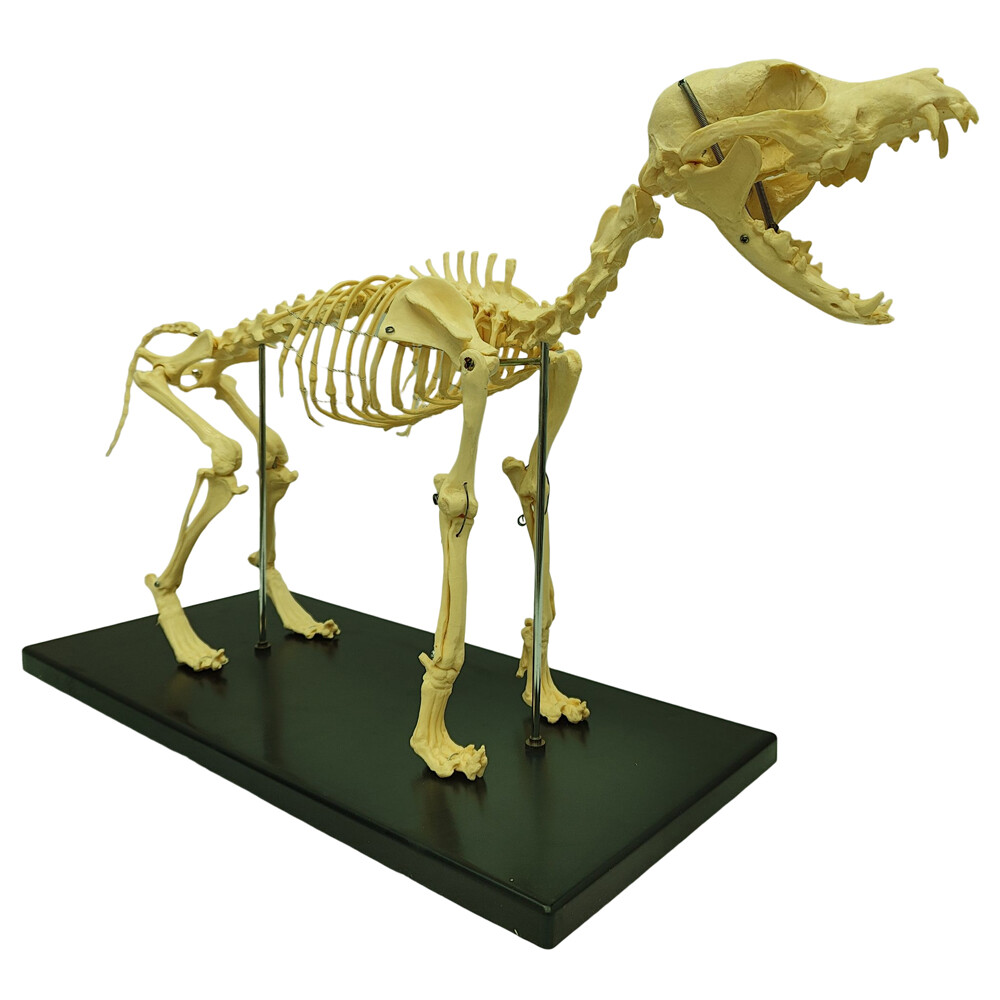 Model Canine Skeleton Standard Size Dog Display Lab Study Veterinary Animal