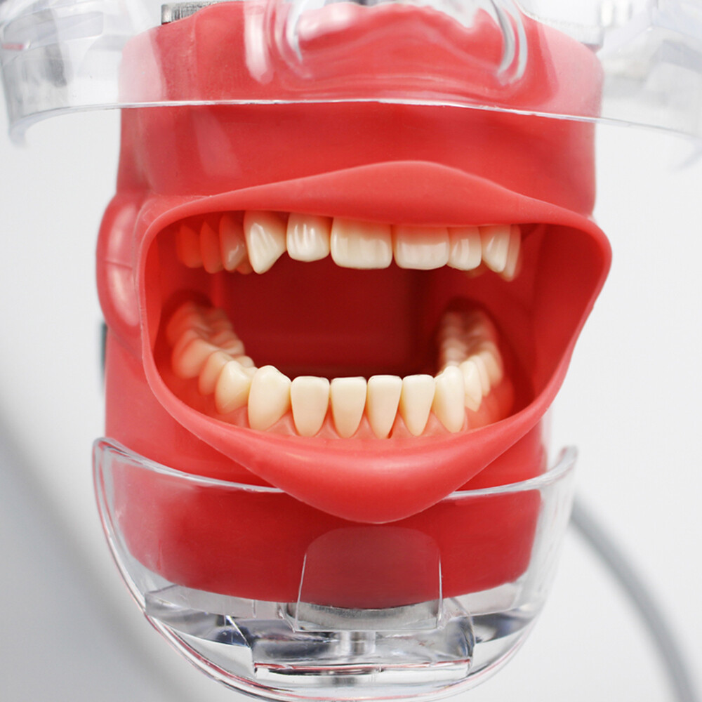 Mannequin Head Teeth Model Desk Fixing Clip Dental Teaching Practicing Head Mold