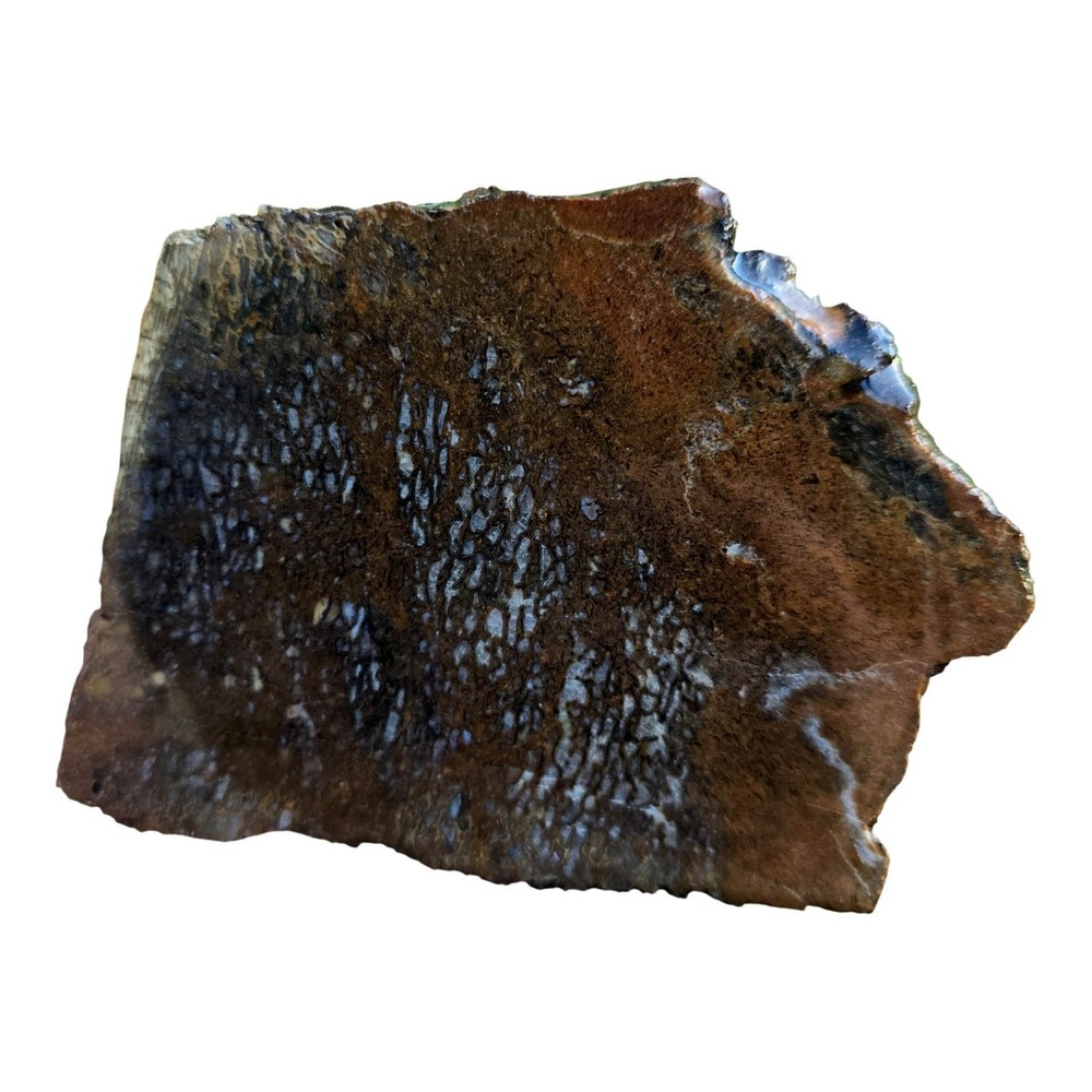 Gem Dinosaur Bone Slab - Cell Pattern - Variable Preservation