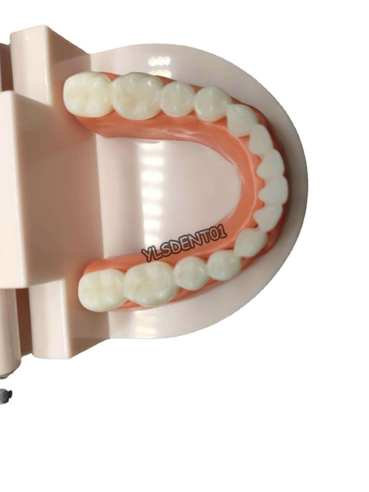 1PC Dental Standard Adult Teeth Model Demonstration Study Teaching Typodont