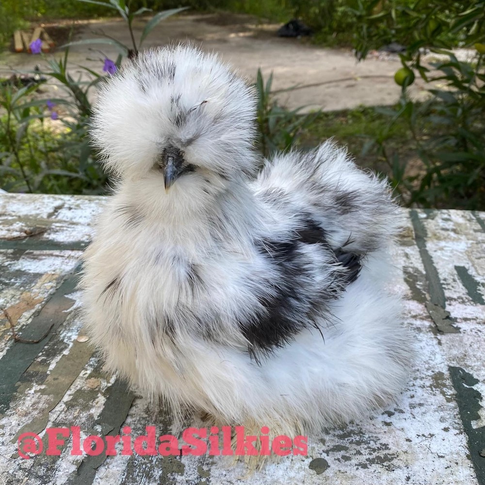 Silkie Hatching Eggs Assorted Colors (READ!) 4+