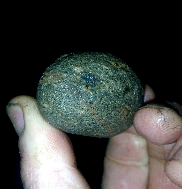 FOSSIL EGG MILLIONS OF YEARS AGO