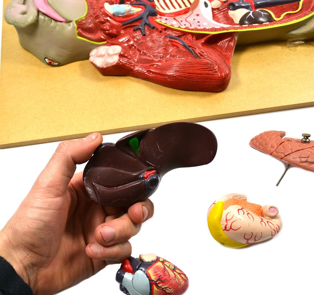 Eisco Labs Premium Model Pig Dissection Model