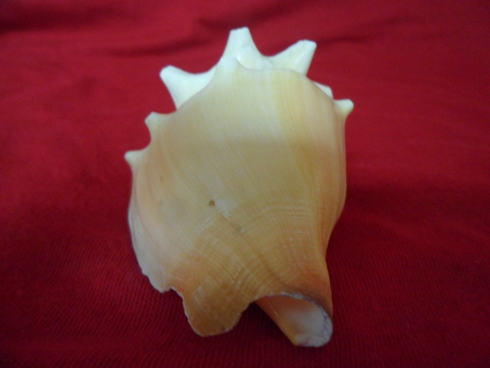 CONCH SHELL COBO Sea Shell Decor Beach RELIGION YORUBA IFA