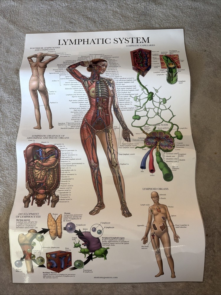 Lymphatic System Anatomy Chart 2-sided 26.5”x16.5”