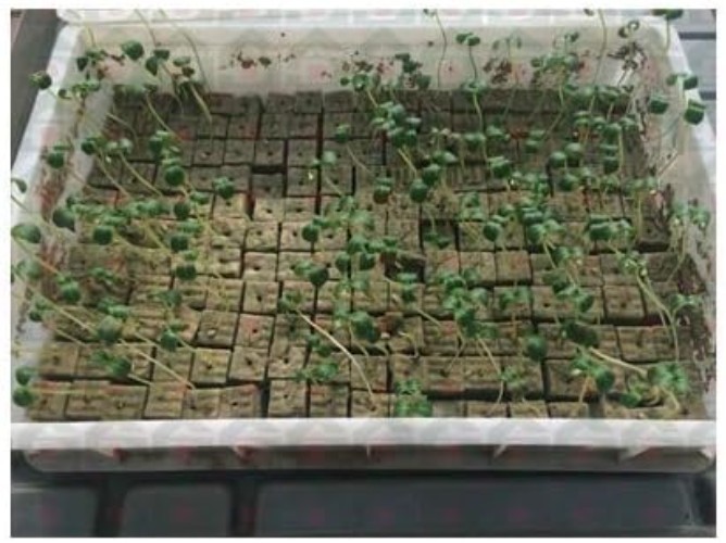 Rockwool Cubes 1.5 Inch Starter Sheets for Seed Starting Propagation Hydroponics