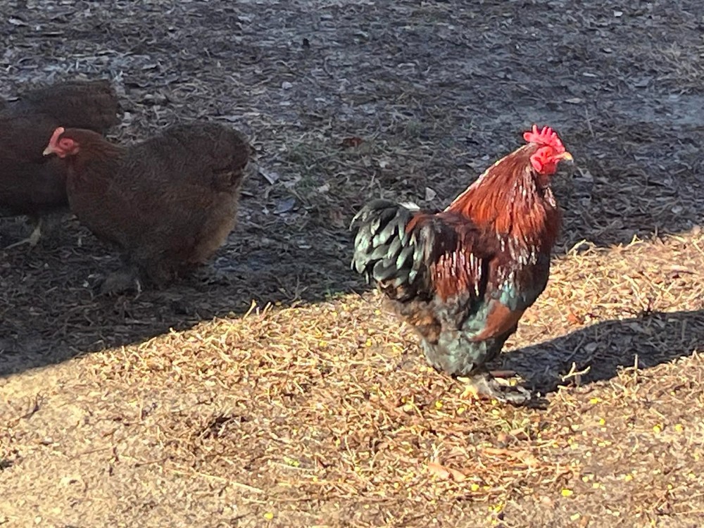 6 + 1 Double Laced Partridge Bantam Cochin Hatching Eggs