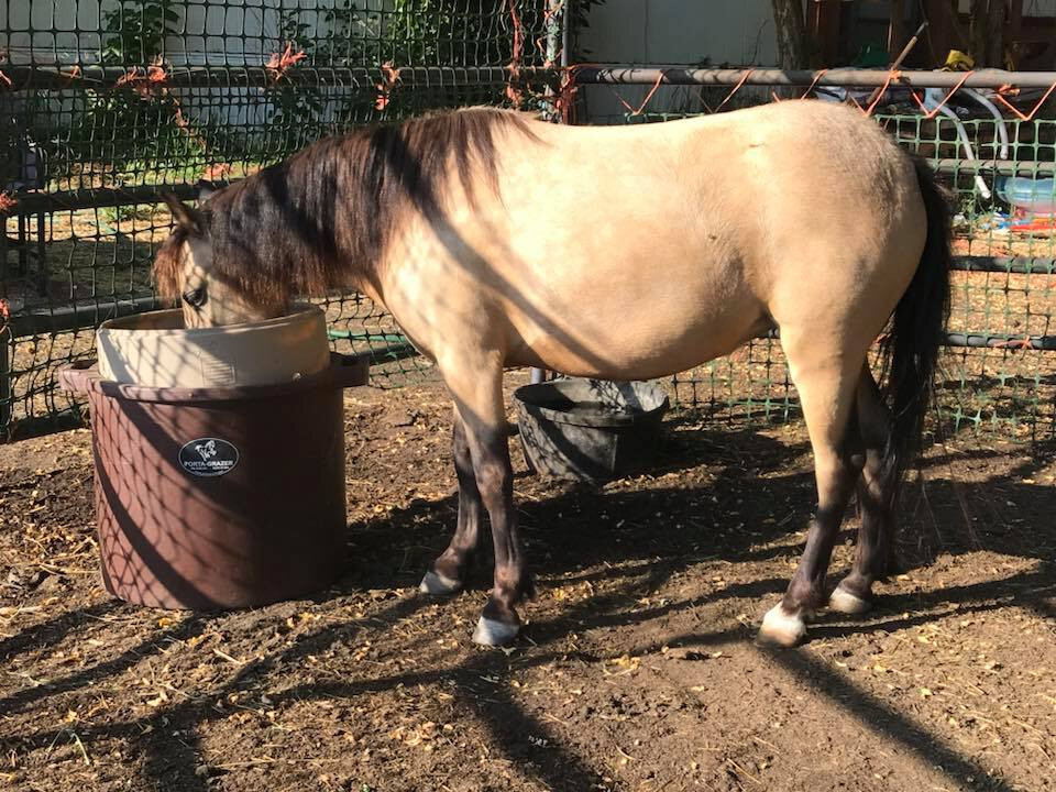Porta-Grazer Mini, slow hay feeder