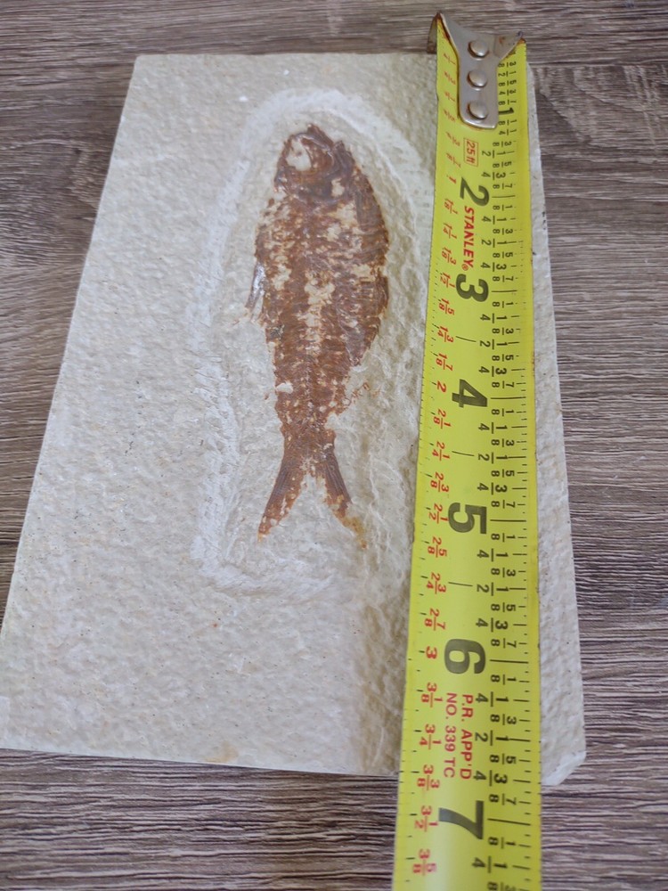 Fossil Fish 6.75” x 4"