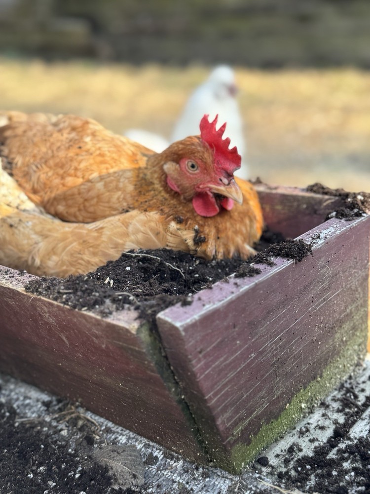10 “Who’s Your Daddy?” RAINBOW Hatching Chicken Eggs 🤍🌈