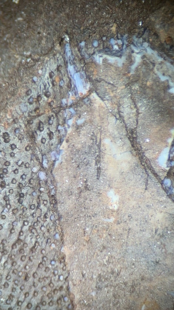 Fossil Placoderm Pieces