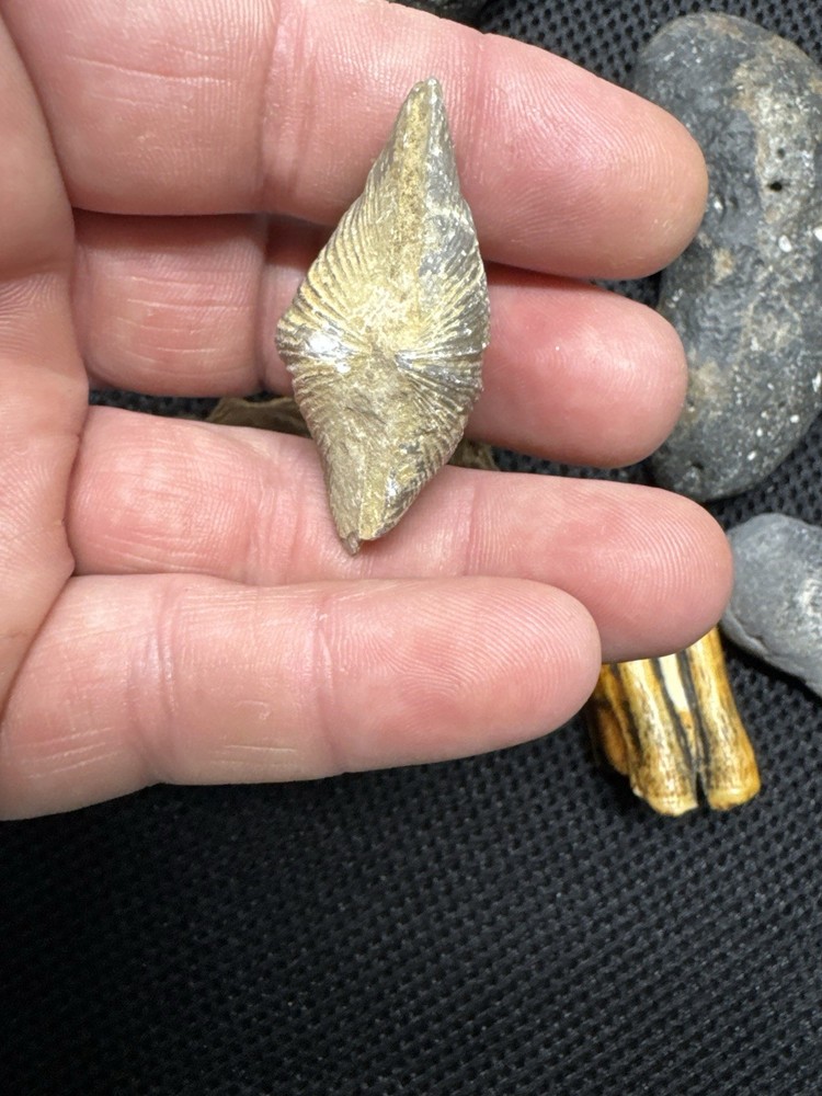 fossil collection lot From Southeastern Us