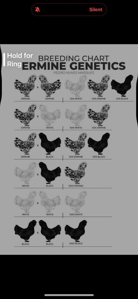 8 Ermine Ameracauna Hatching Eggs