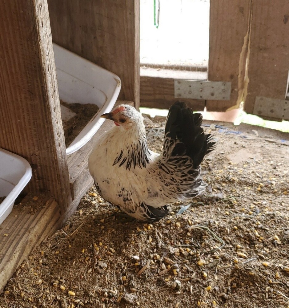 12 Clean Serama Hatching Eggs, Micro, A & B Types / Malay/Trad