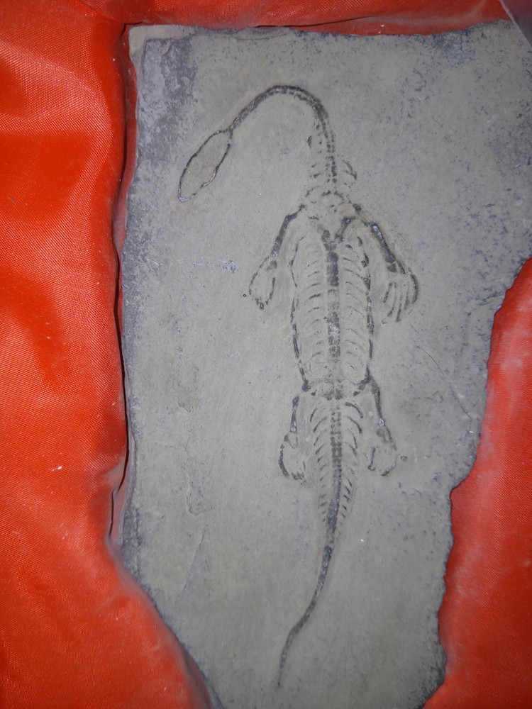 Keichousaurus Fossil Replica