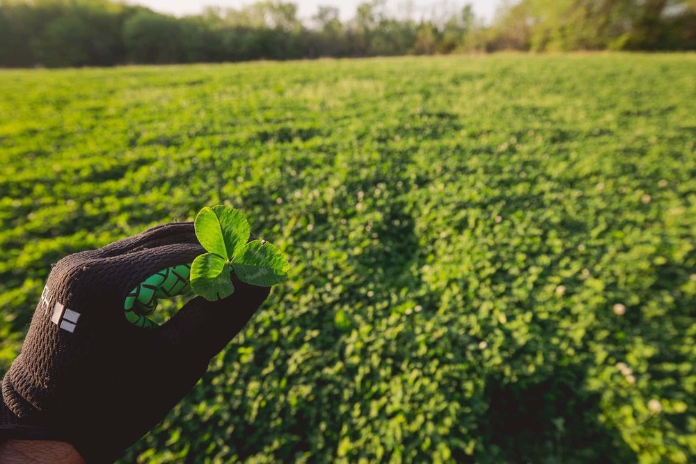 Eagle Seed Hunt Master® Perennial Chicory Clover | Deer Food Plot Seed