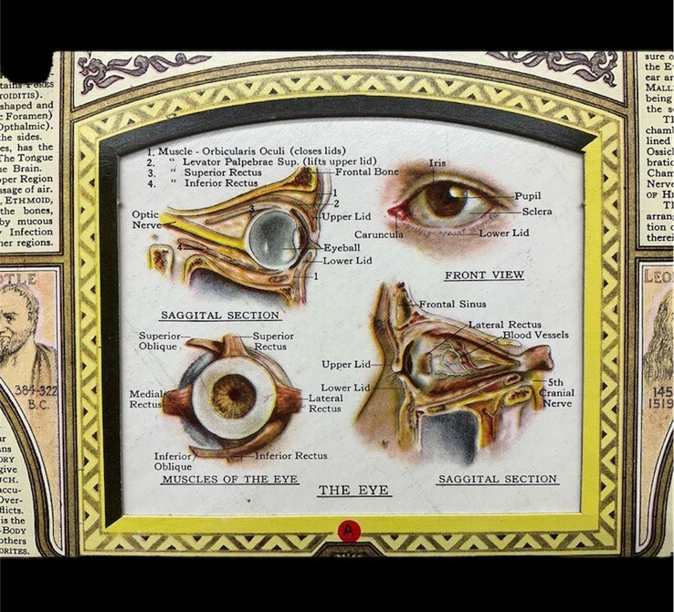 1943 Illustrated BODYSCOPE Folio