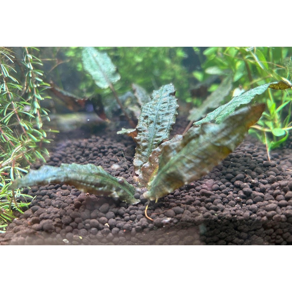 Cryptocoryne Beckettii – Low Light Live Aquarium Plant
