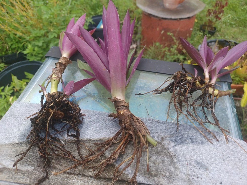 20 Bare root Dwarf Oyster great edge